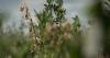 How Montana and agricultural producers track drought