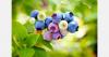 Blueberry prices fall in Ukraine and Georgia