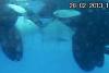 Science People Orca Whales Captured 'Making Out' in the Wild For the First Time in 'Exceptionally Rare' Kissing Session