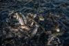 Conservation Groups Sue Over Aquaculture Pollution of Columbia River