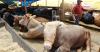 Turkey closes livestock markets amid food-and-mouth disease outbreak: What to know