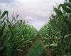 Lifestyle WSYR Syracuse Central New York’s corn crop is taking its sweet time this season