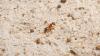 Scientists and farmers demand governments do more to stop fire ant invasion