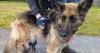 Birmingham dog owner banned after claiming he didn't notice German Shepherd's huge cancerous tumour