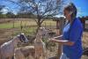 Hawaiian Electric tests goat grazing as vegetation management option for landowners
