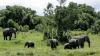 Elephant kills 2 female tourists from the UK. New Zealand in Zambian national park