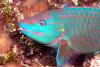 CCMI RELEASES 2024 HEALTHY REEFS REPORT CARD