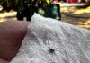 How to avoid tick bites this summer
