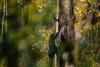 WATCH: Rare Moose on the Loose in Czech Republic