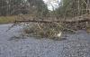 Storm and strong wind warning issued across Estonia on Thursday