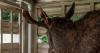 Owner and staff at Southeast Alaska wildlife center say close to 20 animals missing after raid