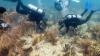 Scientists transplant crossbred corals to help save Miami’s reefs from climate change