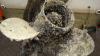 Scientists offer prize to stop invasive mussels