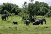 Elephant kills 2 female tourists in Zambian national park