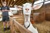 Langley Township farm tour spotlights past, present, and future of agriculture