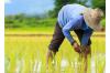 Gov’t secures insurance funding for some 6,000 rice farmers