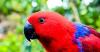 Are These Animals Doing Math? Science Says Maybe.