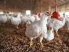 Pakistan suspends chicken trade with Brazil due to bird flu