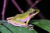 ‘Frogging’ takes off in Sarawak’s jungle