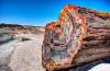 Forest fossils from Earth’s largest mass extinction carry a climate warning