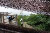 Environment Ministry carries out lovebug control operation on Mount Gyeyang in Incheon