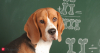 Can your pet do Math? Science says some animals might be quietly crunching numbers