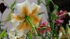 Lilies in bloom next week at Latvian Nature Museum