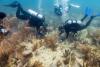 Scientists transplant crossbred corals to help save Miami's reefs from climate change (World)