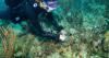 Scientists transplant corals to help save Miami's reefs from climate change