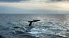 Canadian efforts intensify to shield North Atlantic right whales