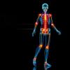 Synthetic Musculoskeletal Gaits Boost Healthcare Innovation