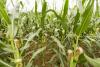 Food Bank of NEA looking for volunteers to pick corn