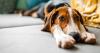 People are divided over whether dogs should be allowed on household furniture