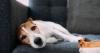 Dog behaviourist explains key 'rules' about allowing pets on home furniture