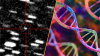 Science news this week: An 'interstellar visitor' and the oldest ancient Egyptian genome ever sequenced