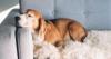 Dog trainer shares verdict on whether to allow pets on home furniture