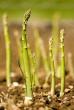 Science The Conversation That distinctive springtime smell: Asparagus pee