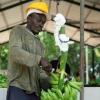 An employee works at a banana plantation in the Dominican Republic