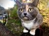 Georgia has imposed fines for the lack of registration of pets and their improper maintenance