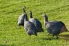 What you need to know about guinea fowl
