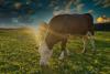 Heatwaves slash milk yields despite cooling tech, study finds