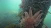 UW scientists see hope as they monitor lab-grown sea stars in the wild