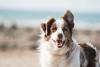 Do Animals Have a Sixth Sense? Science Says Yes