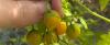 Science ScienceAlert Tomatoes in The Galapagos Islands Appear to Be Evolving in Reverse