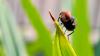 U.S. prepares to airdrop billions of flies to combat a devastating enemy: “It’s fantastic technology”