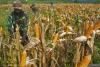Indonesia's Army to expand agroforestry program to boost food security