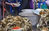 Government establishes Food and Agricultural Regulatory Authority