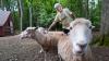 Worcester County Wonders: Donker Farm sole vestige of city's agricultural past