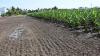 Area under agriculture projected to decline in Coimbatore LPA