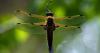 Alaska’s state insect is not the mosquito